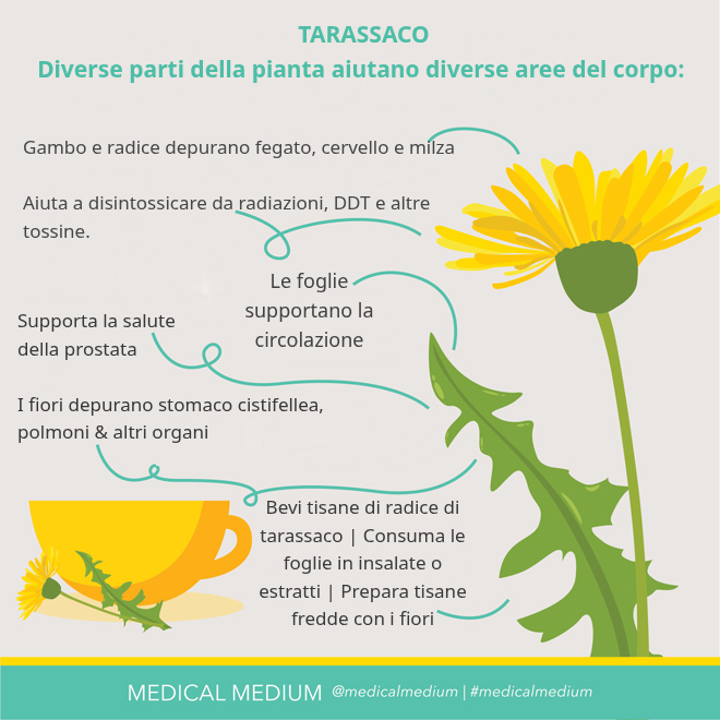 Tarassaco: Potente Depurativo