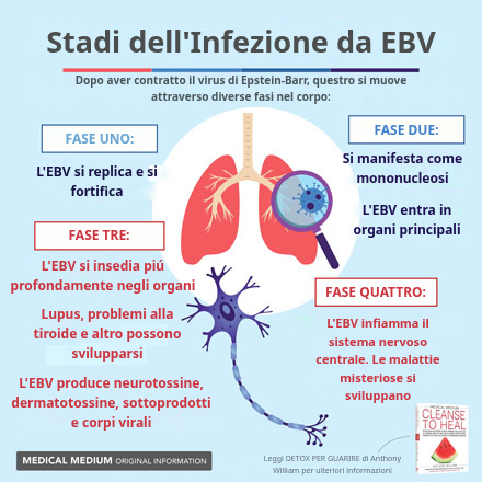 Stadi dell'Infezione da EBV