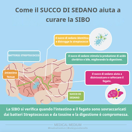 Come il Succo di Sedano Aiuta a Guarire la SIBO